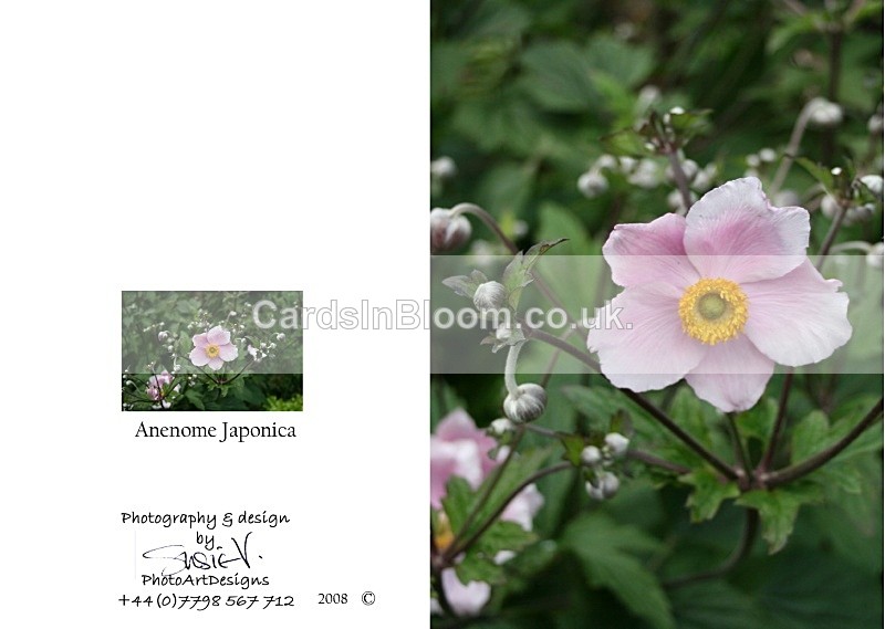 Autumn 2  Anenome Japonica - Autumn