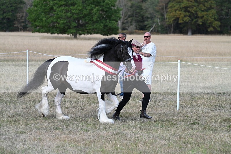 WJ7_8444 - In-hand Championship