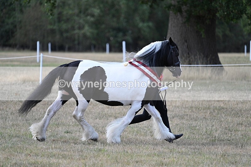 WJ7_8412 - In-hand Championship