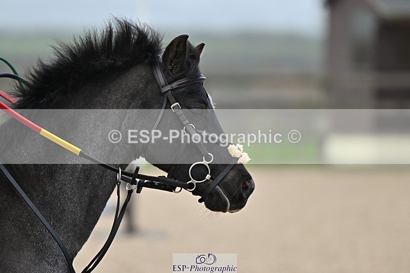 241110-095001-00091 - 40cm Showjumping