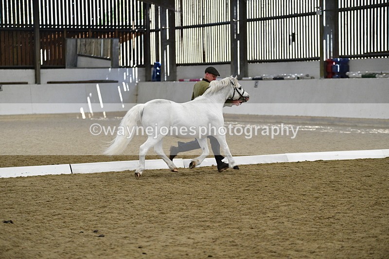 WJ5_5349 - Class 4 In hand M&M - small breeds