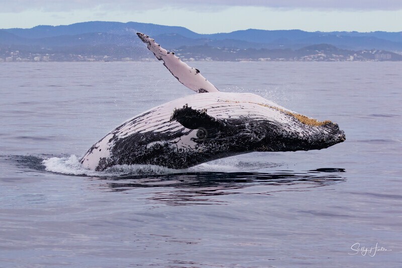 0A3A6126. Breach in Glassy Water 4 - 2023 Whale Photos