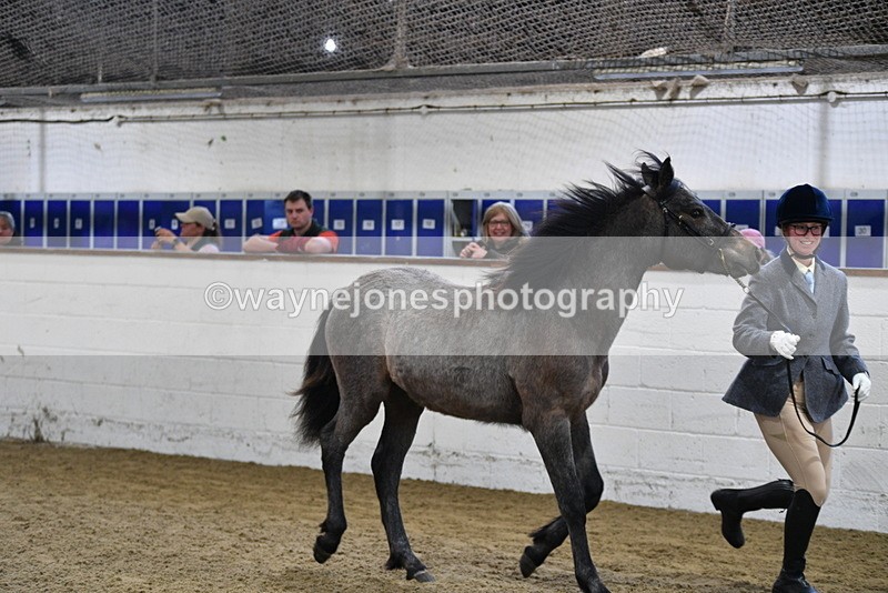 WJ5_3411 - Class 1 Youngstock