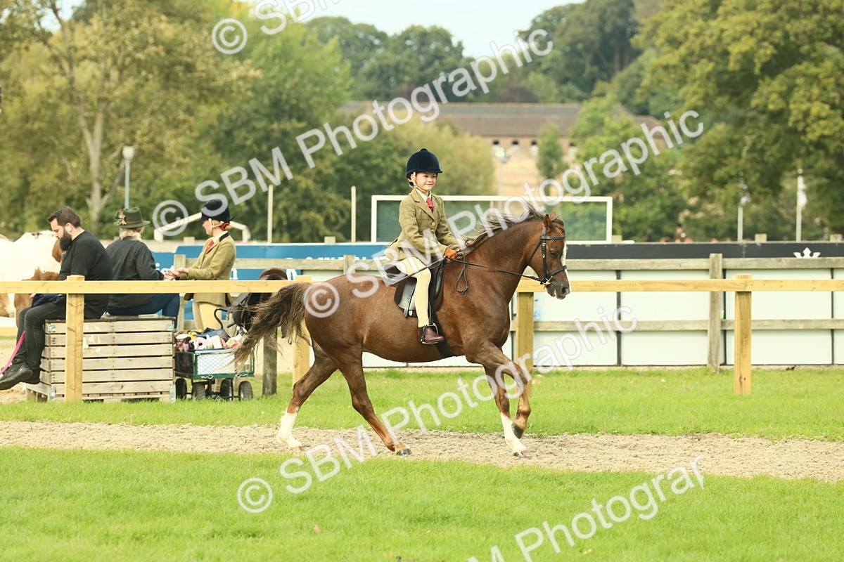 SBM_69890 - S59 - Mountain & Moorland Ridden Small Breeds
