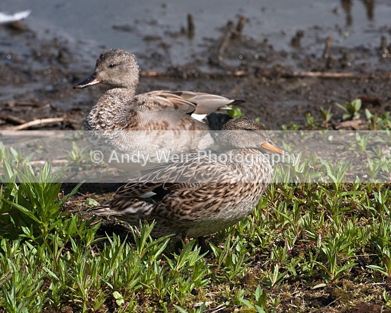 20100501-WE 037 - Gadwall