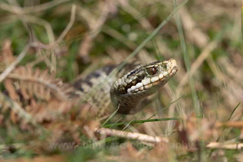 Female Adder   ref 2468 - macro and nature.