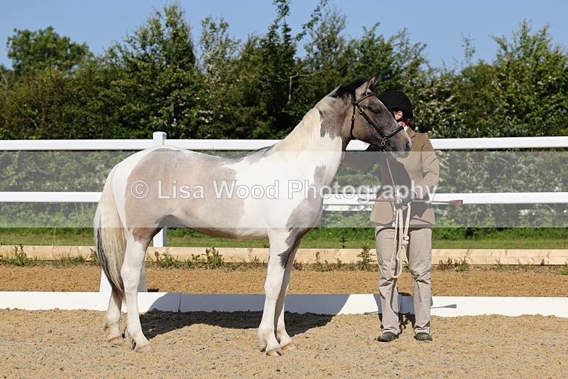 1X9A0650 - Class 3: Youngstock 1, 2, 3 year old not to exceed 153cm