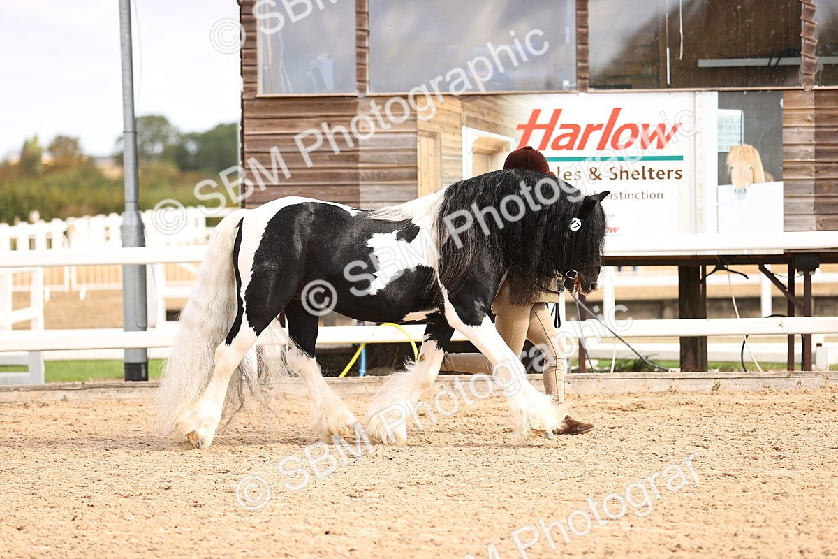 SBM_09293 - Class 404 - IH Traditional - Native Cob