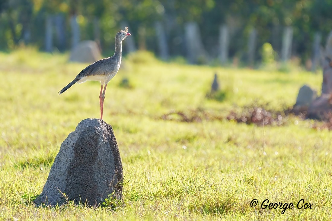 bird on mound 1 - Brazil