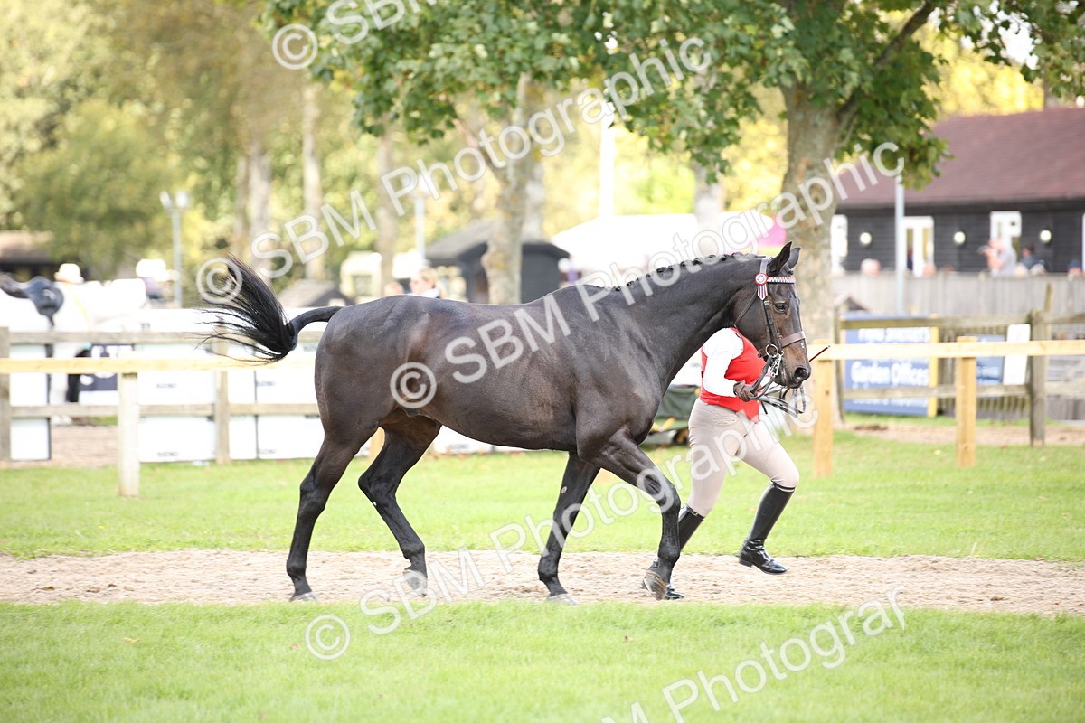 SBM_44369 - S24 - Young Veteran in hand