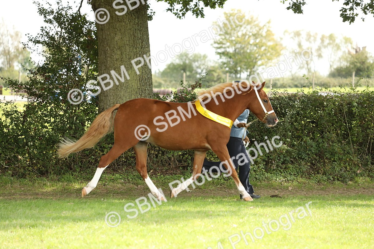 SBM_66271 - In Hand Pony & Youngstock Supreme Championship