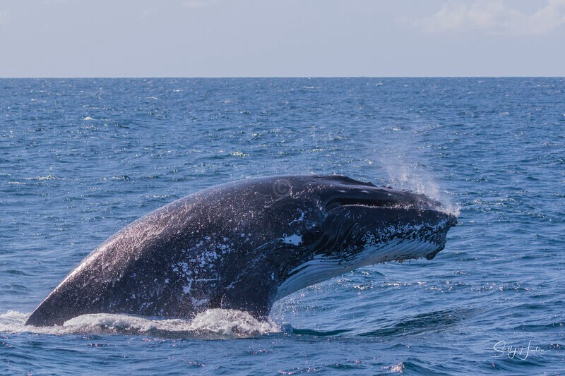 0A3A3382 Adult Head Lunge 2 - 2024 Whale Photos