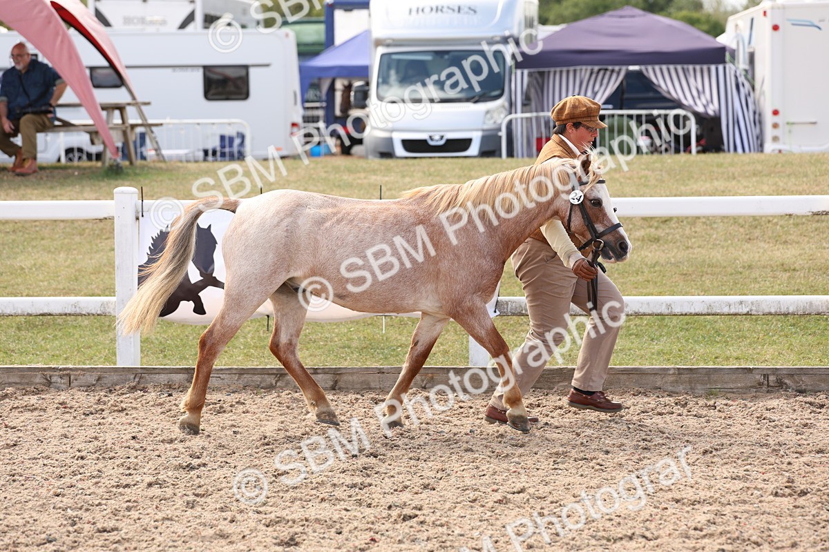 SBM_15058 - Class 209 - IH Veteran Pony