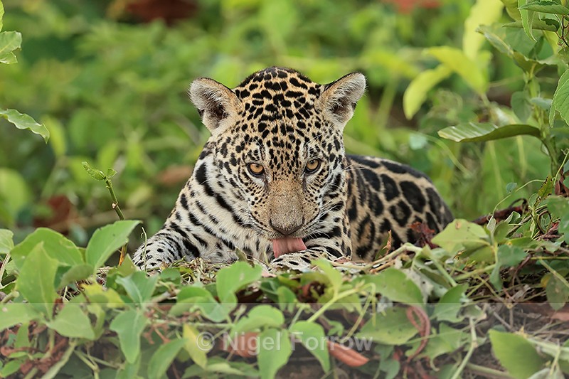 Jaguar cub (female) licking paw, Rio Sao Lourenco, Brazil - Jaguar