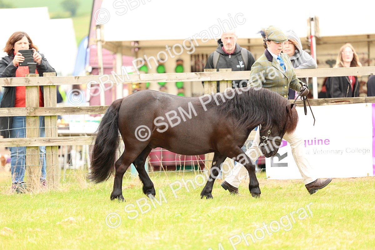 SBM_04329 - Class 64-67 - Shetland Pony In Hand