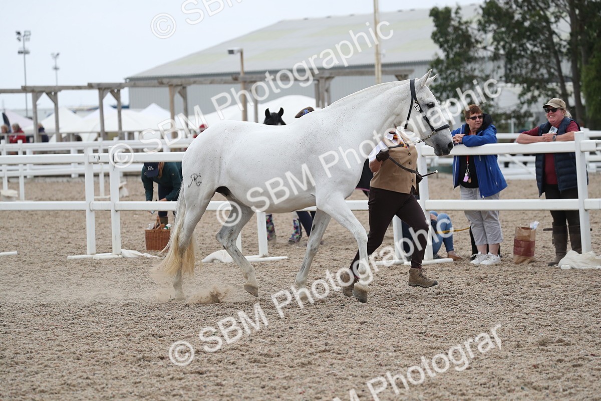 SBM_17954 - Class 317 IH Pure bred Horse/Pony