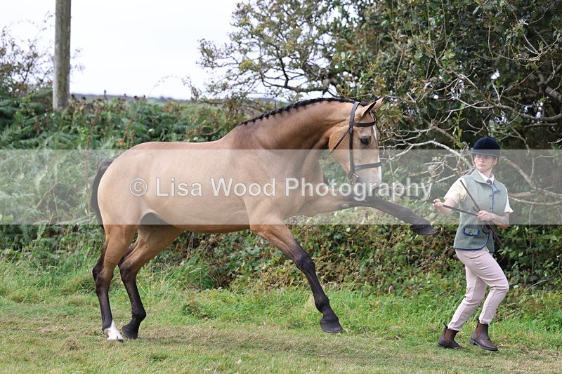 3E7A5492 - Class 20: Sports Horse In Hand
