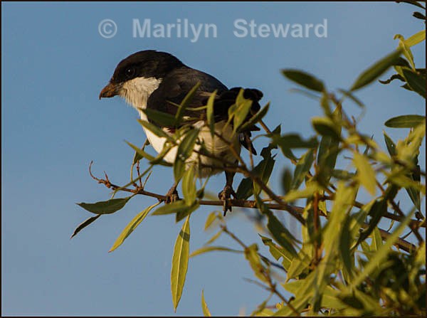 Long tailed fiscal - Kenya, Tsavo East