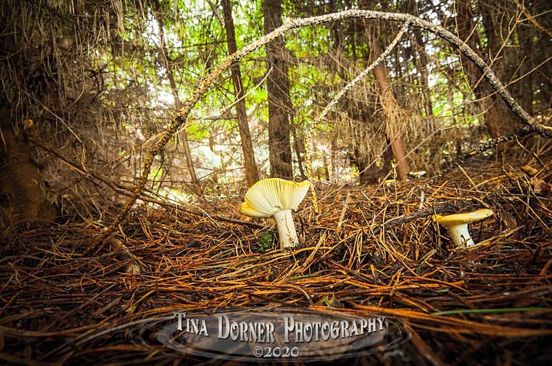 Autumn Forest of Dean. Tina Dorner Photography