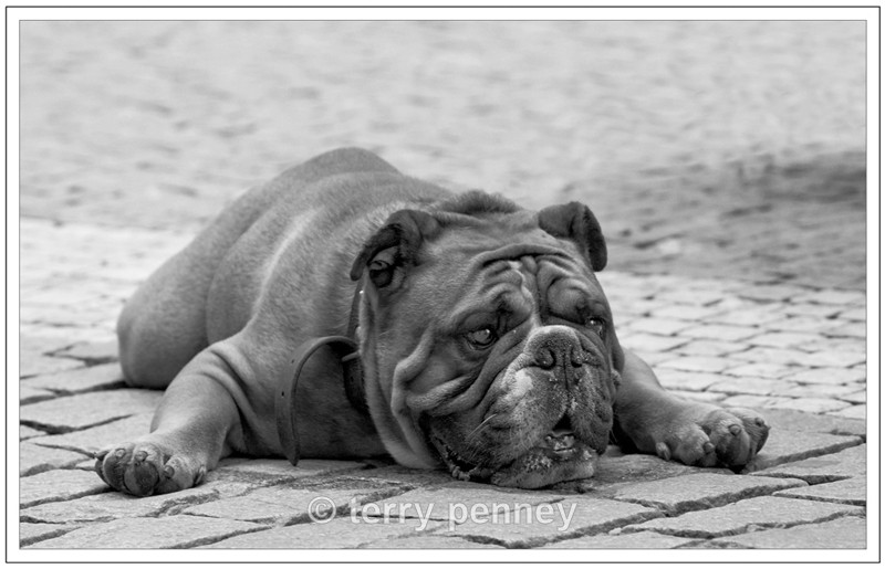 Just chillin' - Animals