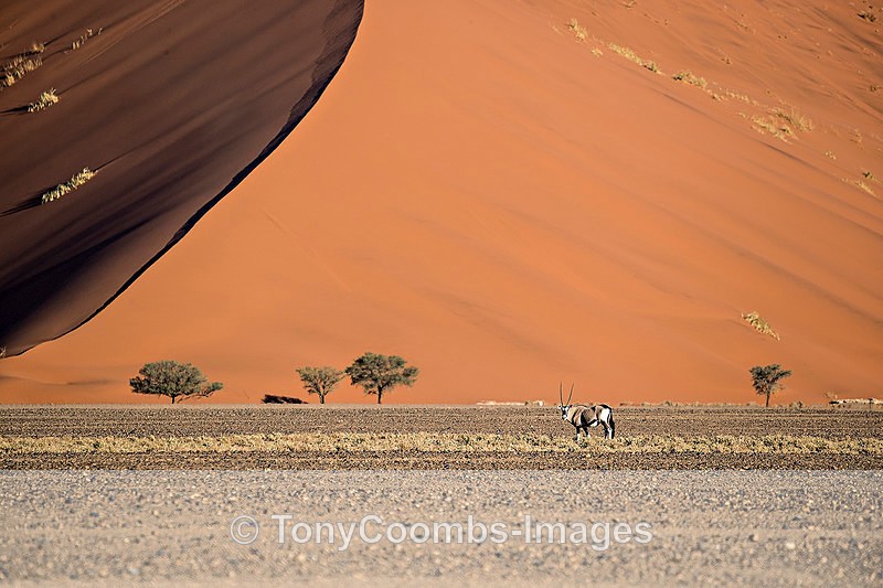 Oryx in Sossusvlei - Deadvlei and Sossusvlei