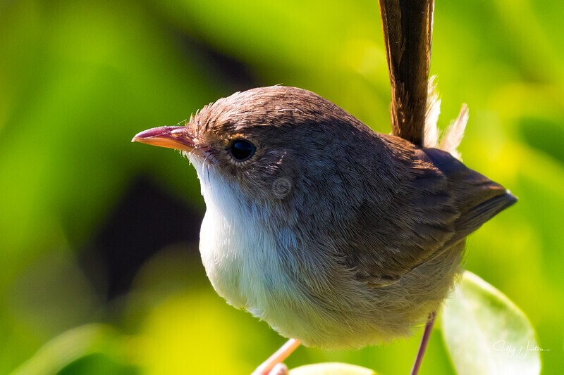 Female close-up 1 - Red-backed Fairy Wren