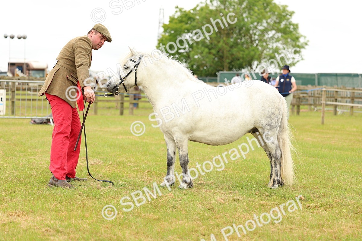 SBM_04389 - Class 64-67 - Shetland Pony In Hand