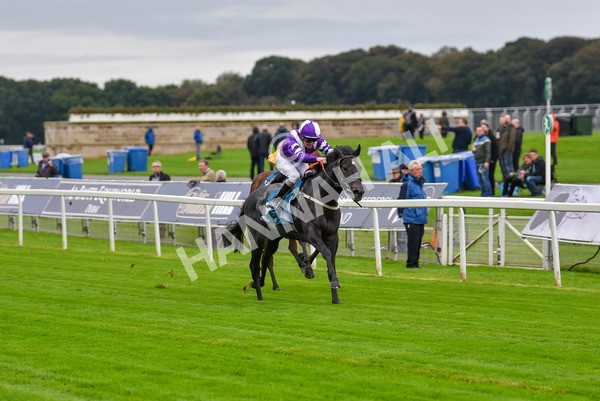 131023-Race 1-Pilgrim-9044 - Race 1 2.05pm William Hill EBF Novice Stakes