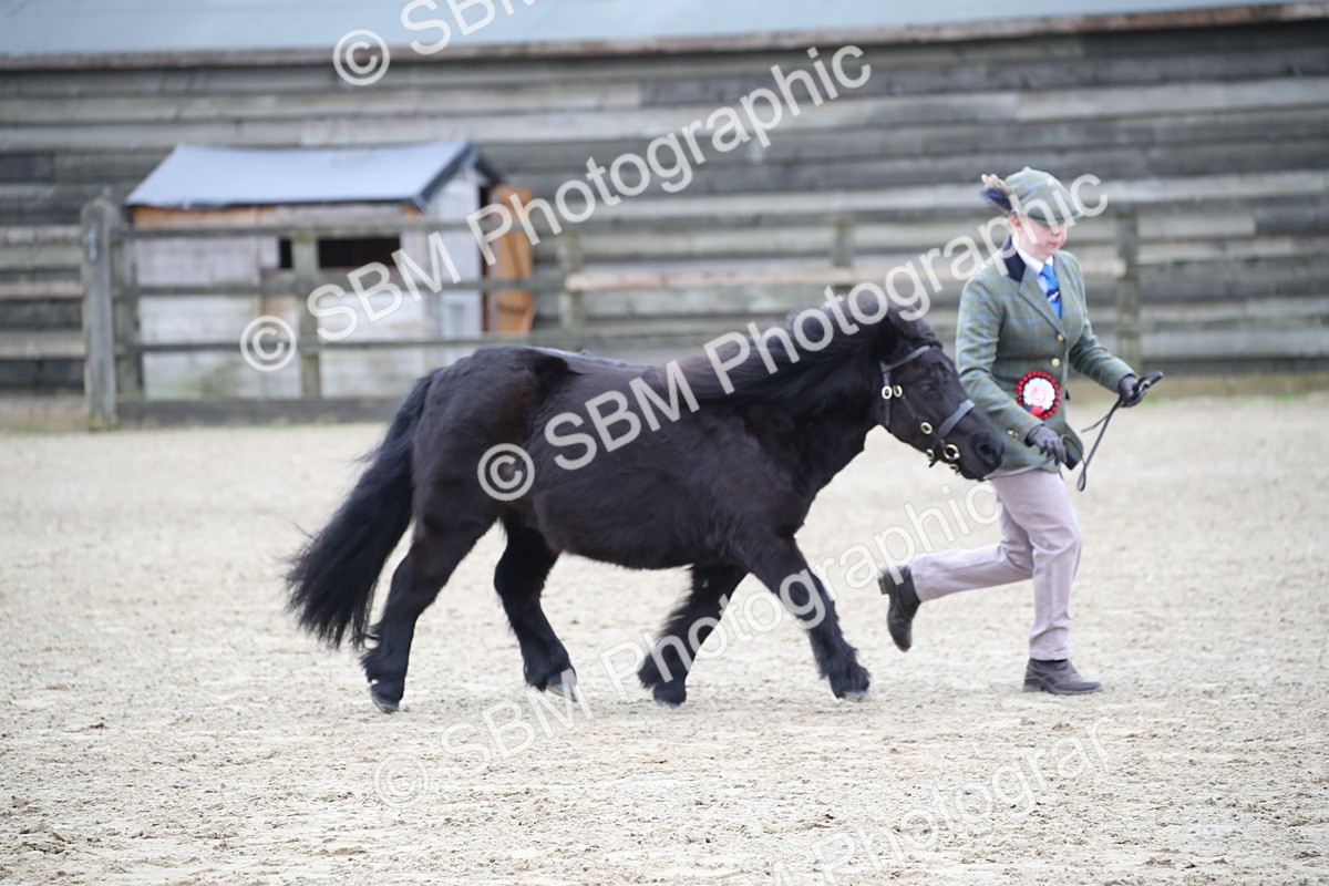 SBM_004076 - Class 1-4 - Young Stock classes Inc. In Hand Championship