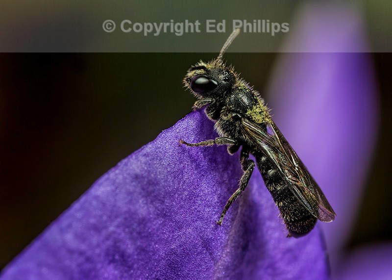 Chelostoma campanularum (m)
