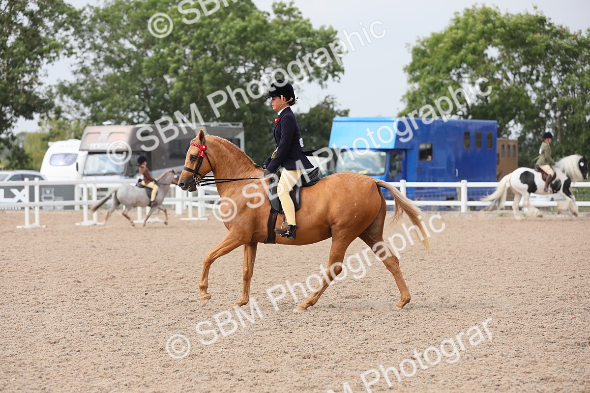 SBM_12694 - Class 307 Ridden Coloured Pony