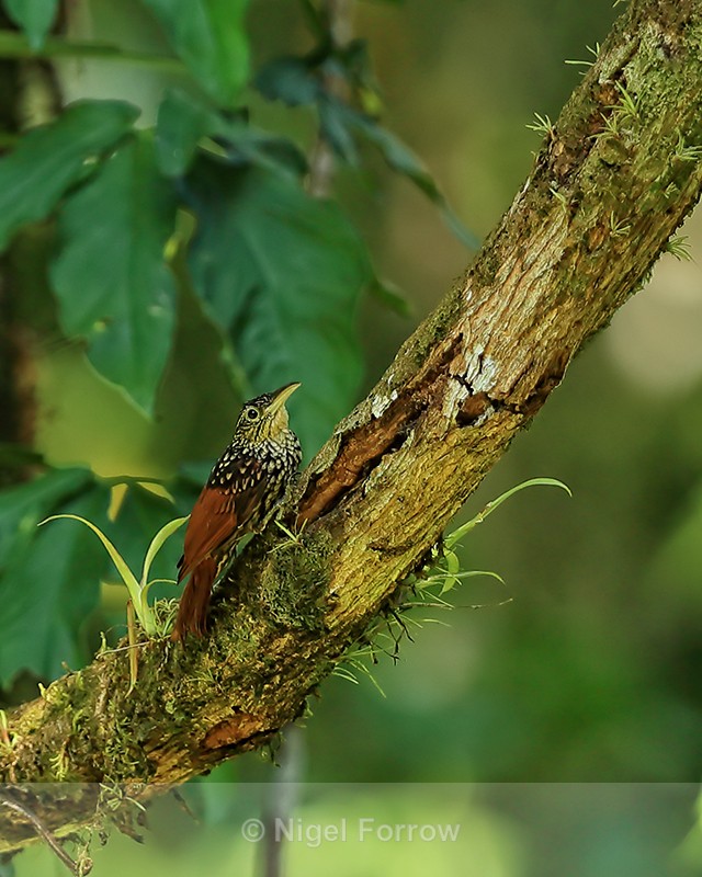 Black-striped Woodcreeper, Playa Cativo, Costa Rica - Black-striped Woodcreeper
