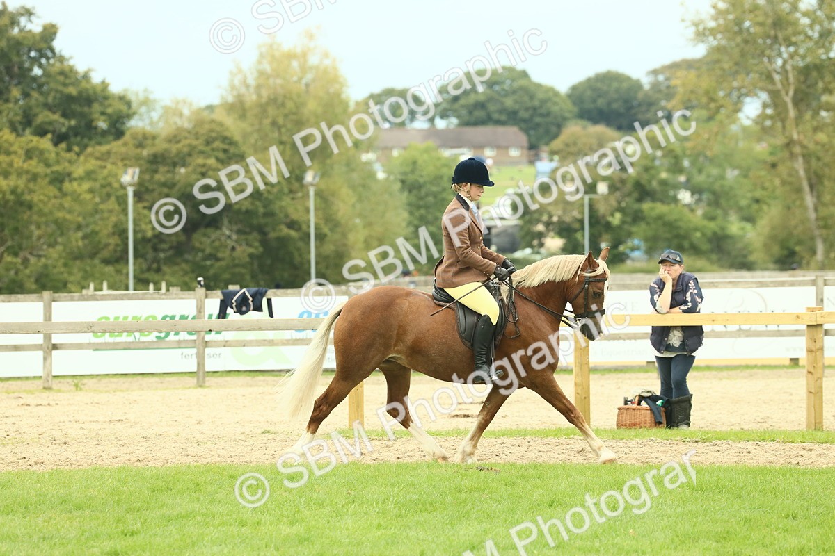 SBM_72058 - S60 - Mountain & Moorland Ridden Large Breeds