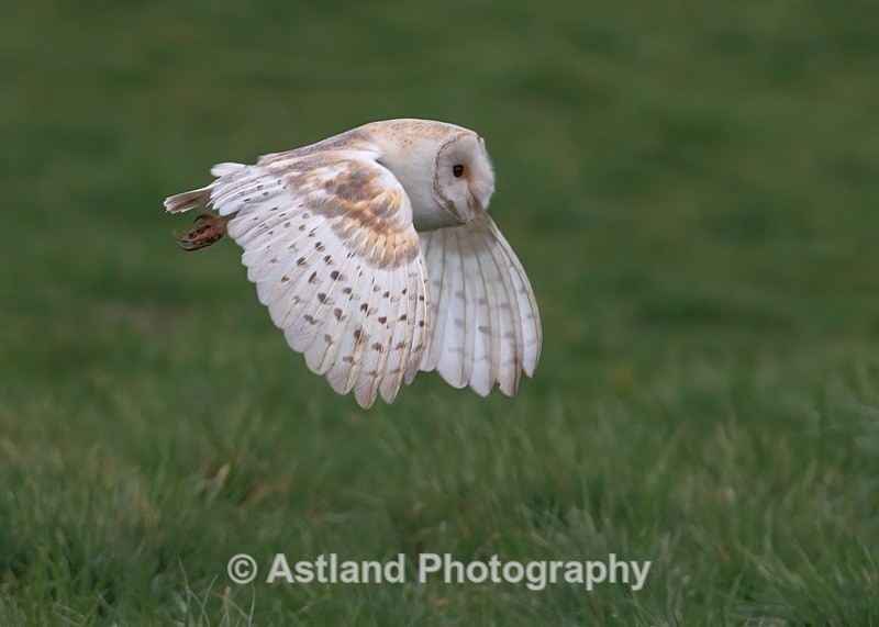 Barn Owl - Latest Images
