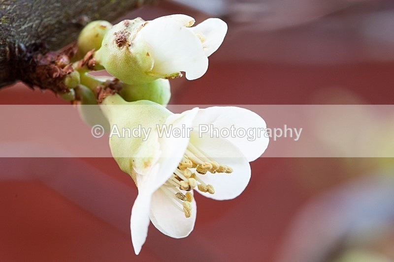 20120219-_MG_8846 - Plants & Flowers
