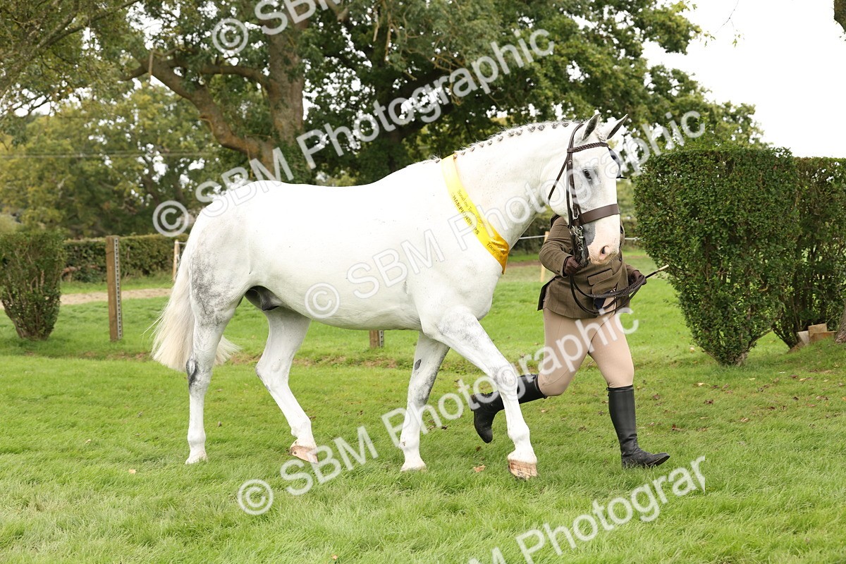 SBM_60840 - In Hand Horse Supreme Championship
