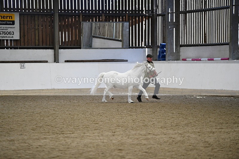 WJ5_5613 - Morning in hand Championship