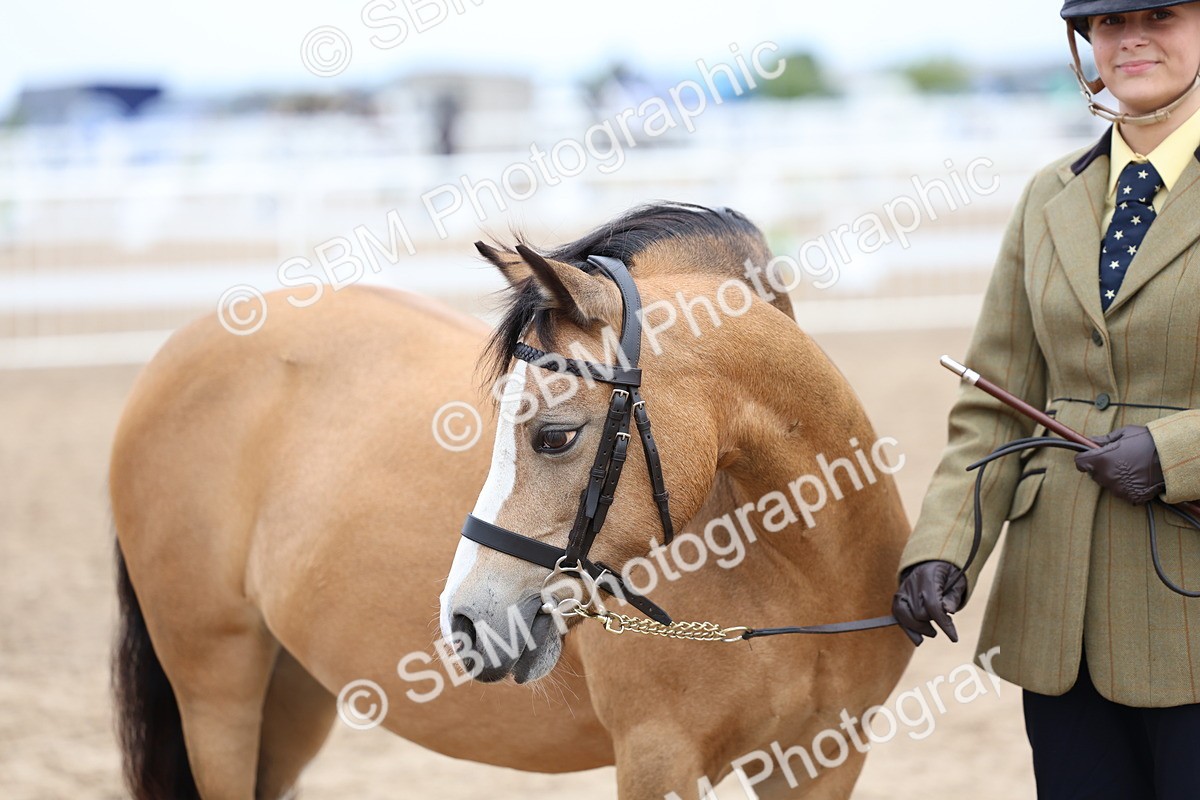 SBM_01472 - Class 17 - Prettiest Mare