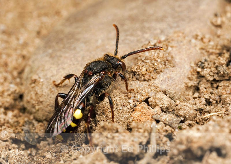 Nomada leucophthalma (f) - Nomada leucophthalma