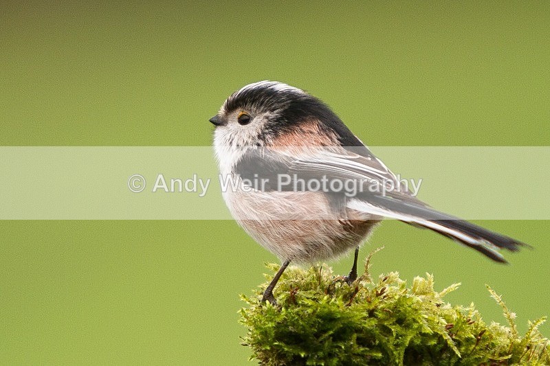 20120218-_MG_8820 - Long-tail Tit