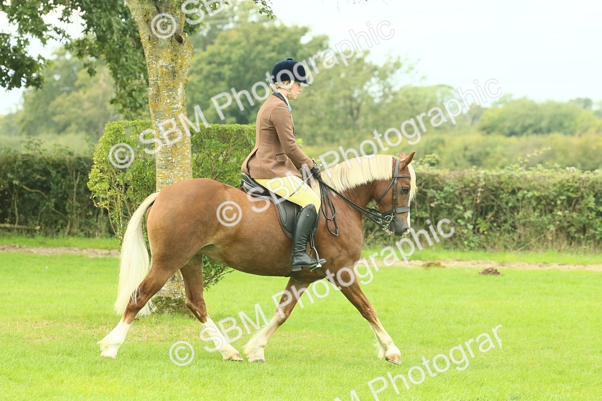 SBM_71835 - S60 - Mountain & Moorland Ridden Large Breeds