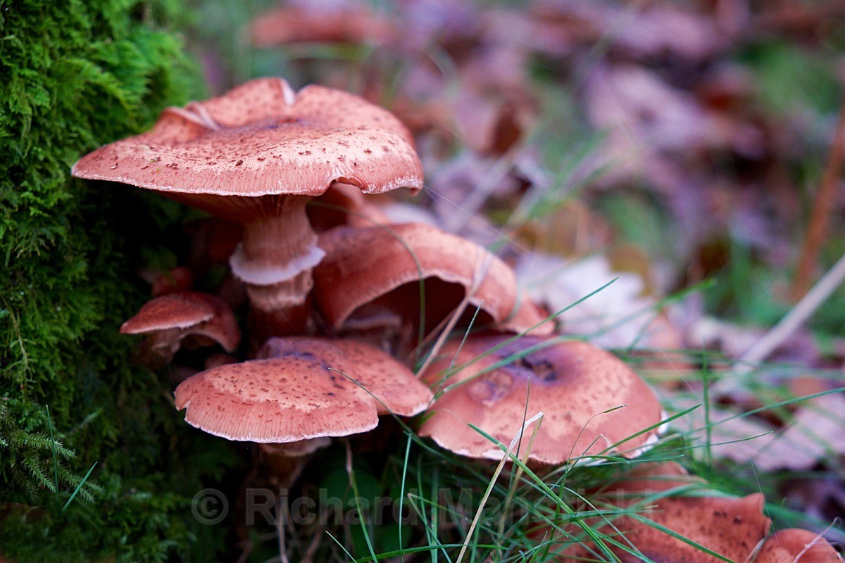  - Funghi
