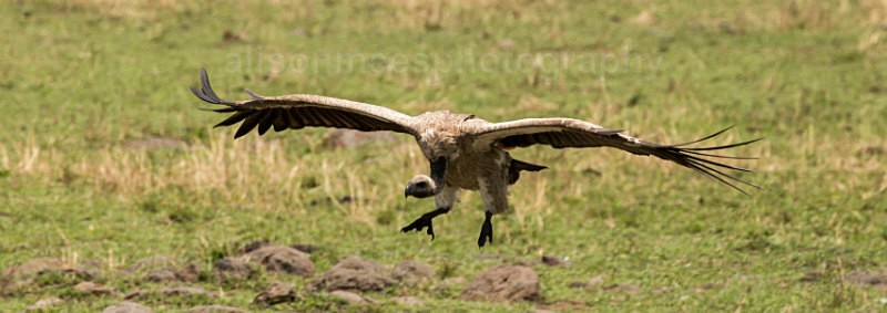  - African Safaris