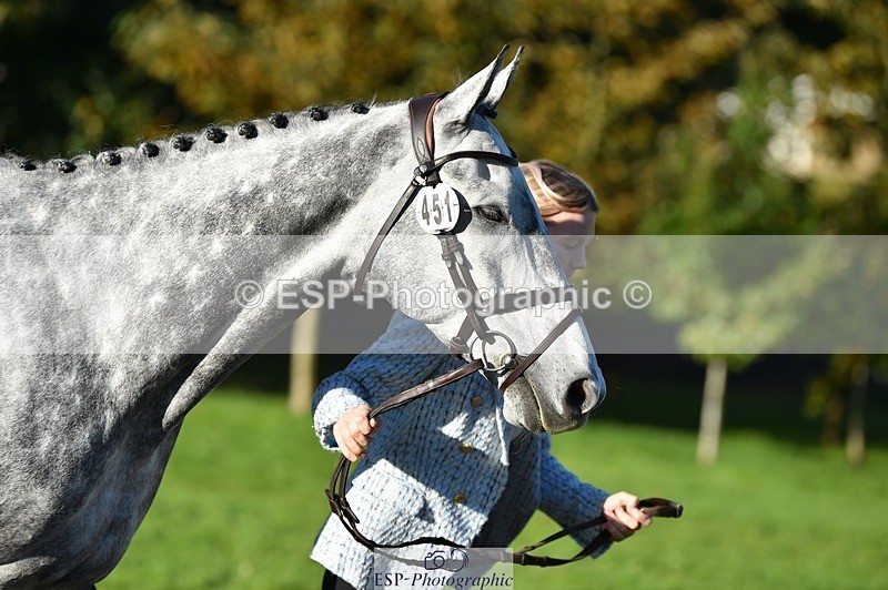 231022-100008-22173 - 451-THE.GREY.DANCER-Alice.Sandiford-TrotUp+SJ