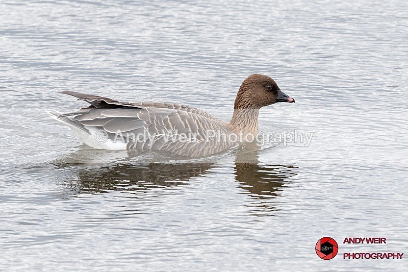 190322-untitled-8E0A3369 - Geese
