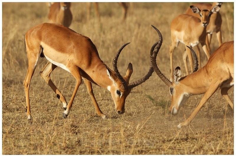 Test of Strength - Kenyan Safari 2013