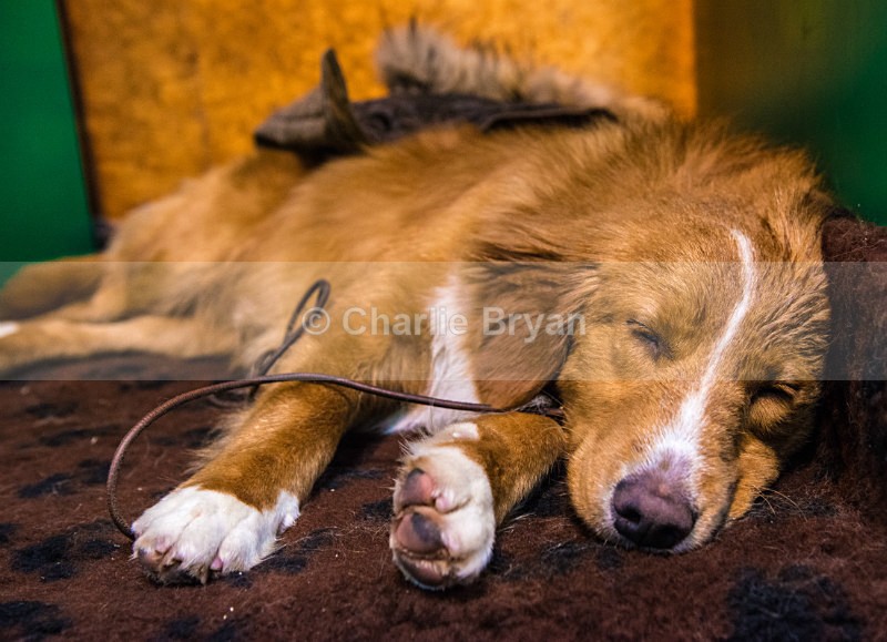  - Crufts 2017