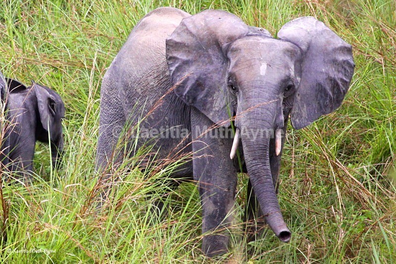 IMG_1000 La Lopé, Gabon - Elephants