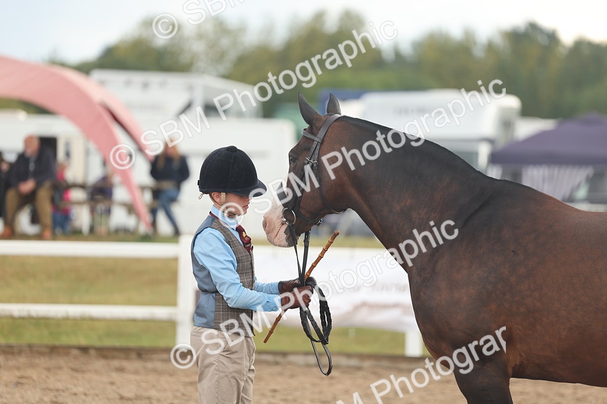 SBM_07890 - Class 28 - IH Veteran Horse