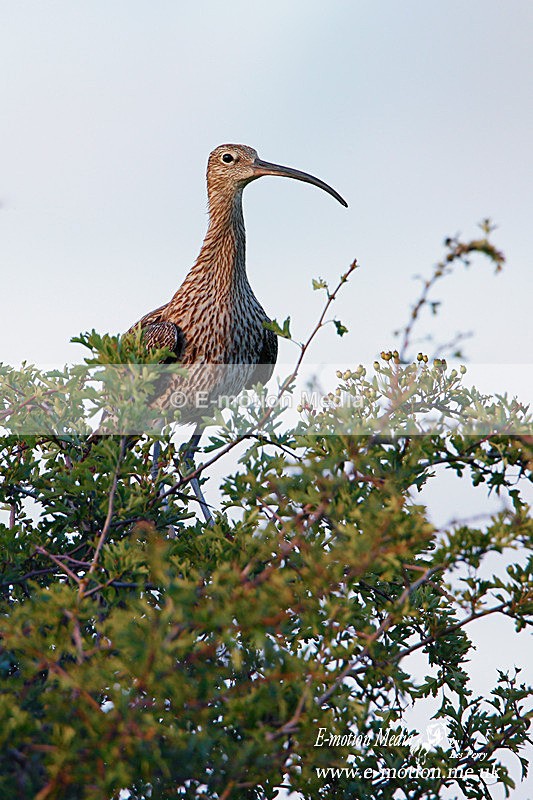 260620 -1283a - Nature